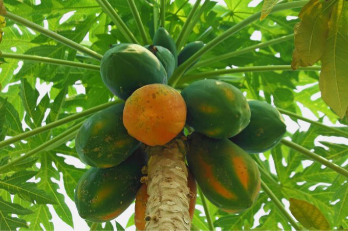 पपीता - Papaya Is Best Fruit To Grow In Winter In Hindi